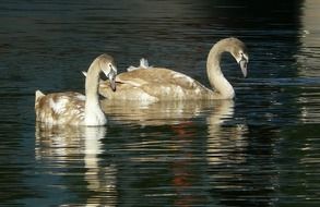 picture of the swans are on a water