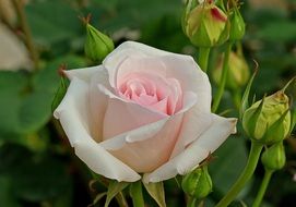 closeup photo of white tea rose as a hybrid