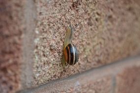 a snail on the wall