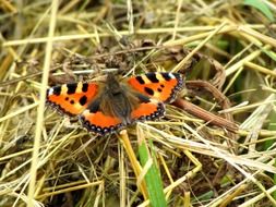 butterfly little fox