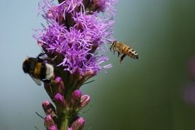 insects on a purple flower close-up