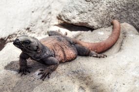 grey with red lizard on stone