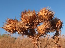 Close-up of the dry thistle under the sun