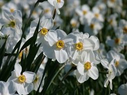 white daffodils flowers in spring