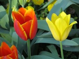 yellow and orange tulips