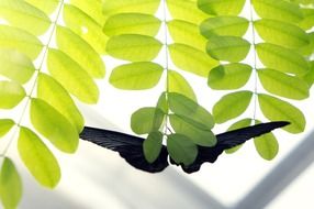 black butterfly on green leaves of a bush