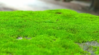 green moss outdoor