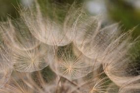 oat root or tragopogon porrifolius