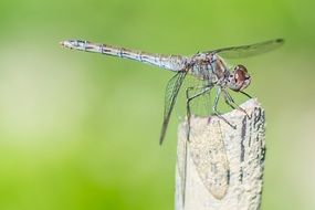 Dragonfly on a green blurred background