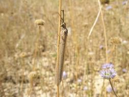 nature wing insects