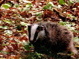 badger on dry leaves in the forest