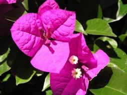 bougainvillea purple