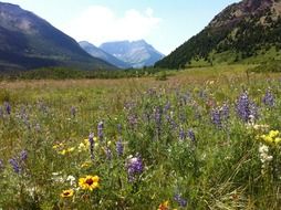Beautiful and blooming, colorful wildflowers on the field among the mountains
