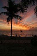 tropical palm tree against the backdrop of a romantic sunset