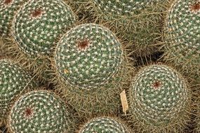 mammilaria spinossisima cactuses in nature