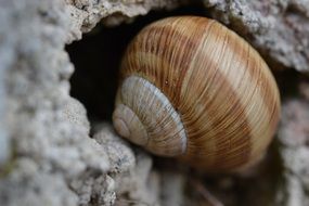 snail shell on stone macro