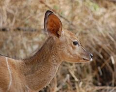 antelope in South Africa
