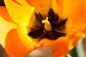 beautiful orange tulip blossom inside macro