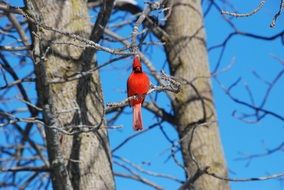 Beautiful red cardinal bird on a tree at blue sky background