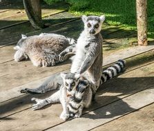 Lemurs are resting on wooden boards