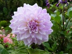 delicate pink dahlia