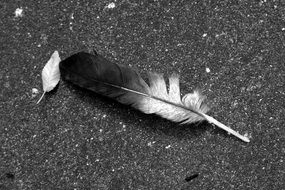 black and white feather on the road