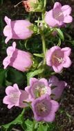 Beautiful pink flowers in the garden