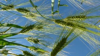 picture of the green cornfield