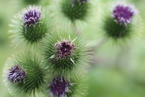 thistle plant thorns macro photo