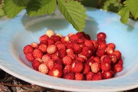 wood strawberry on a white plate