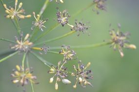 fennel seeds on plant close up