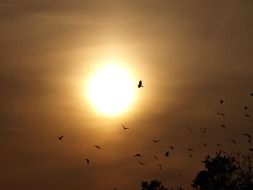 birds in evening sky at sunset