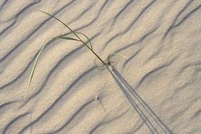 Green grass among white sand, baltic sea