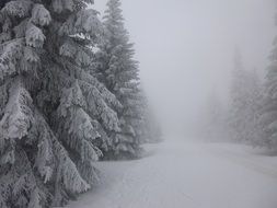 landscape of the winter forest