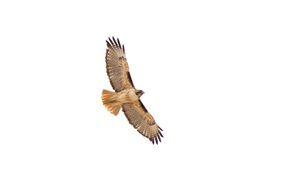 Red hawk on a white background