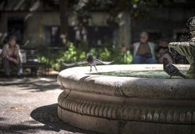 wonderful fountain birds