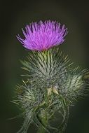 beauty gentle charming thistle flower