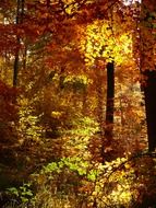 colorful autumn forest