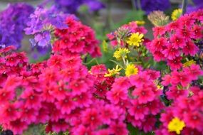 colorful garden blossoms macro view