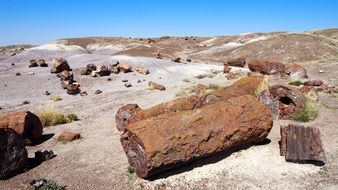 petrified wood, arizona