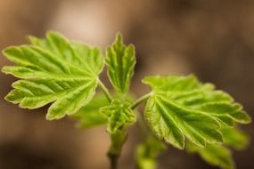 green leaves young light macro photo