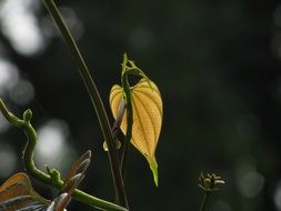 yellow climbing plant