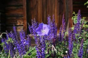 blue bells in the flowerbed near the house