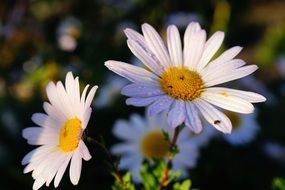 closeup of daisy flowers