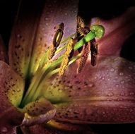lily macro photo