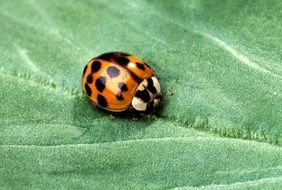 matchless ladybug