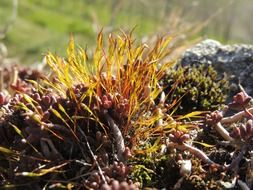 yellow grass and moss in the meadow