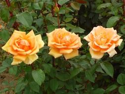 three orange roses on a bush
