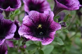 blooming purple petunia in the garden