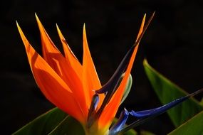 ornamental plant bird of paradise close-up